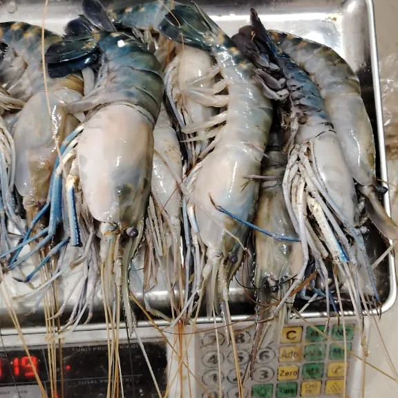 গলদা চিংড়ি